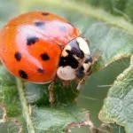 Lady Beetles