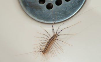 Centipede in bathroom near drain looking for water