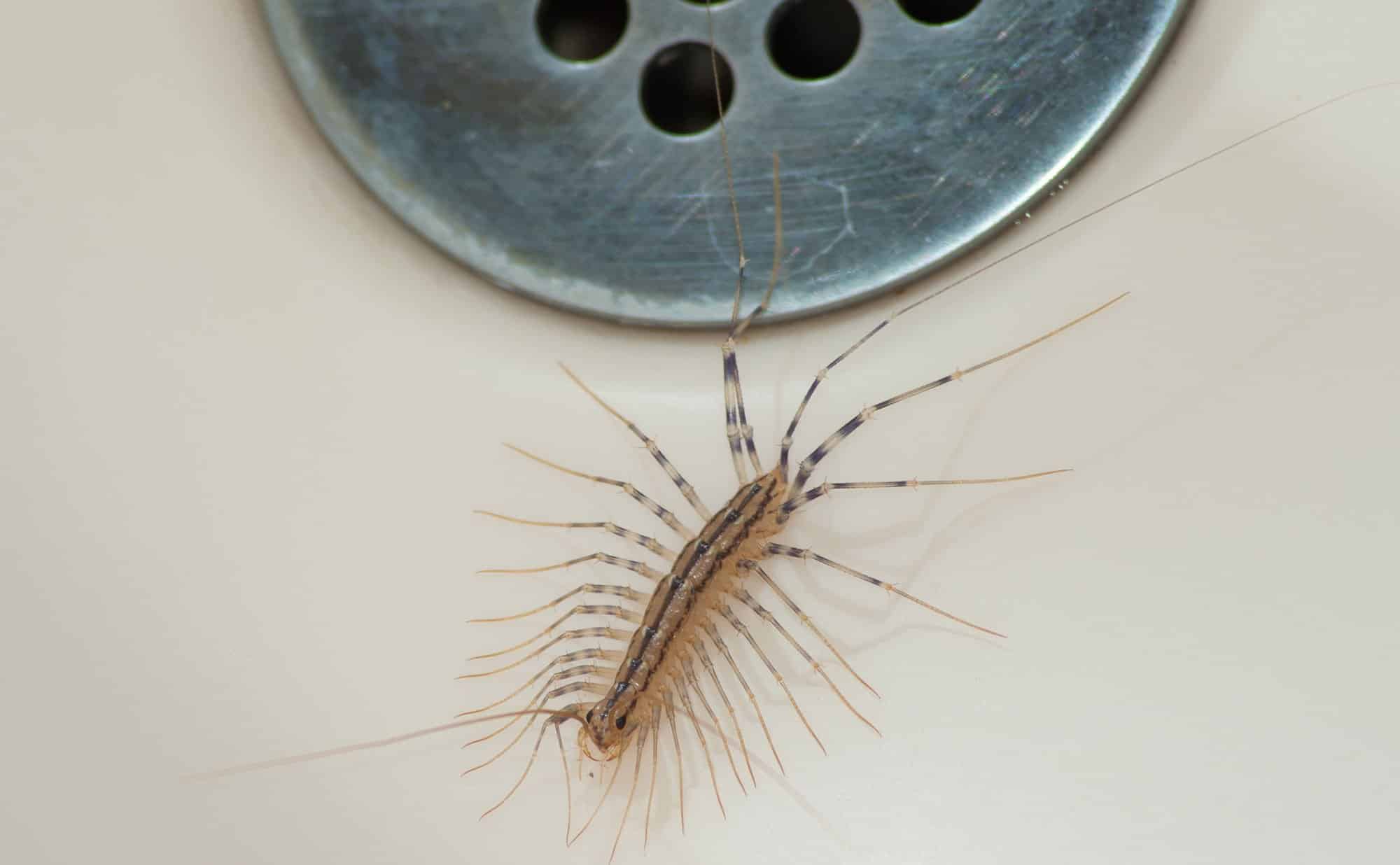 Centipede Pest Control: How to Get Rid of Centipedes in Minneapolis