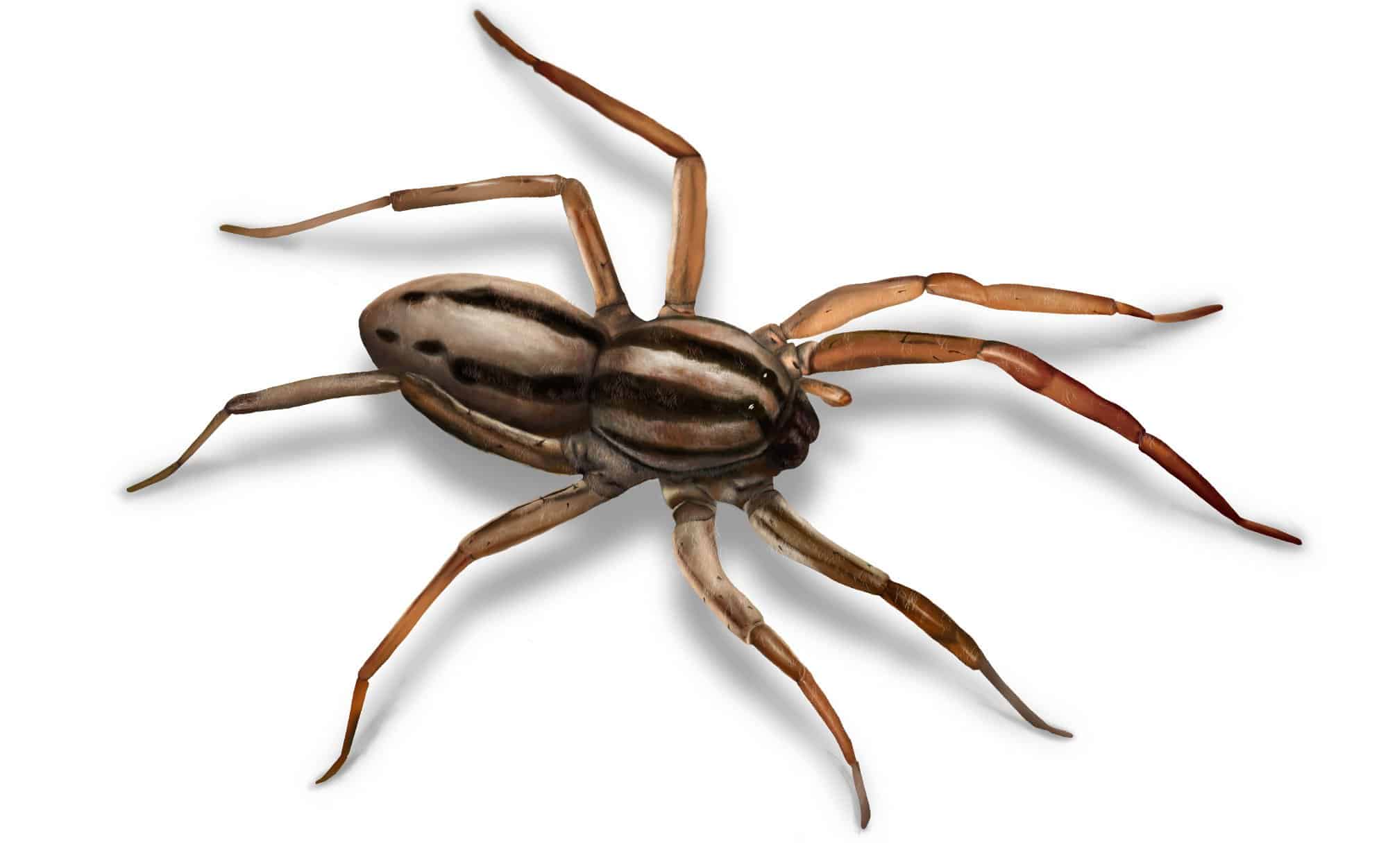 Rhode Island Red Spider White Abdomen Rhode Island Red Spider White Abdomen