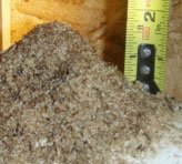carpenter ant sawdust next to tape measure