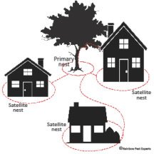 diagram of carpenter ant routes from house to tree