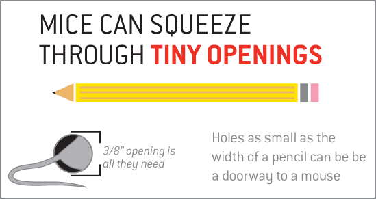 Mice can squeeze through tiny openings
