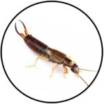 Earwig