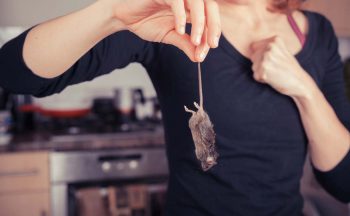 Prevent mice from entering your home