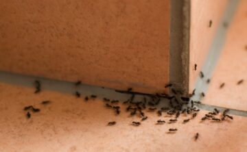 carpenter ants