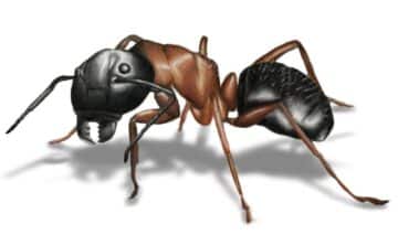 carpenter ant illustration on white background