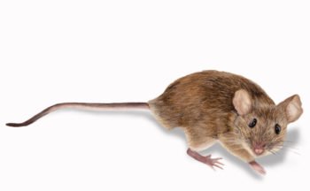 Illustration of a single common mouse.