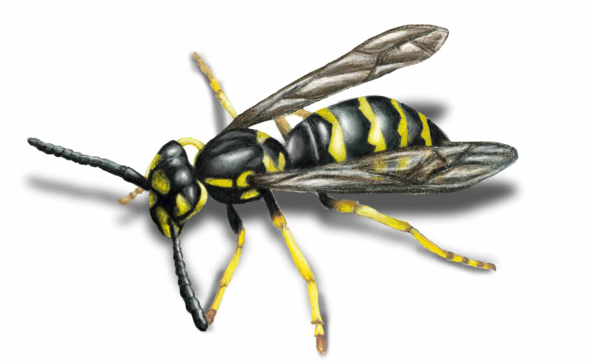 Hornet Wasp Removal Service In Mn Rainbow Pest Experts