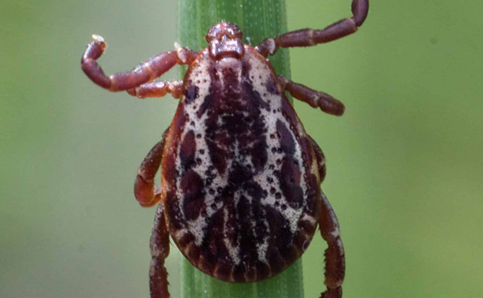 Prevent & Control of Ticks in MN Homes Rainbow Pest Experts