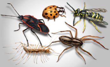 Prevent boxelder bugs, asian lady beetles, spiders, wasps, millipedes, centipedes