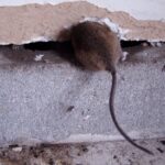 mouse entering home
