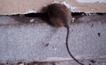 expert tips for mice control