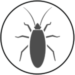 Information about Boxelder Bugs