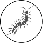 Information about Centipedes