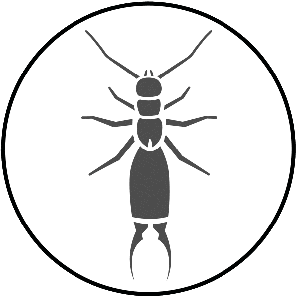 Information about Earwigs