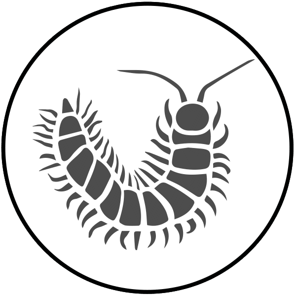 Information about Millipedes
