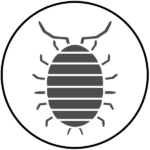 Information about Sow Bugs