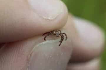 small tick being held between pointer finger and thumb