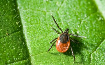 wood tick on a leaf