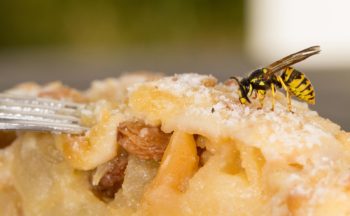 Wasps at outdoor party