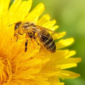Honey bee on yellow flower collecting pollen