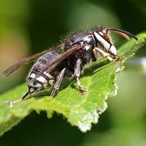 bald faced hornet on green leaf