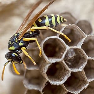 Paper Wasp building nest with hexagon pattern