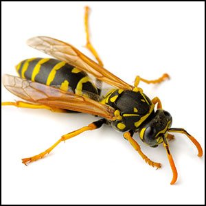 Yellow jacket on white background