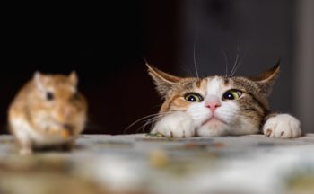 Keep mice out