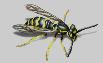 Eliminate Wasps