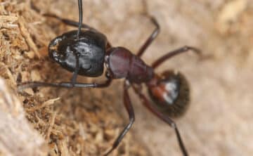 A carpenter ant crawling on wood