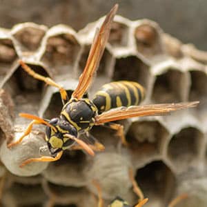 wasp