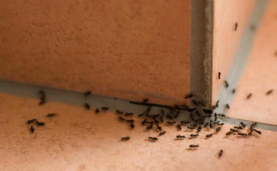 a cluster of ants grouped around corner of kitchen floor