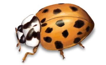 illustration of Asian lady beetle