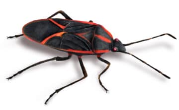 illustration of boxelder bug
