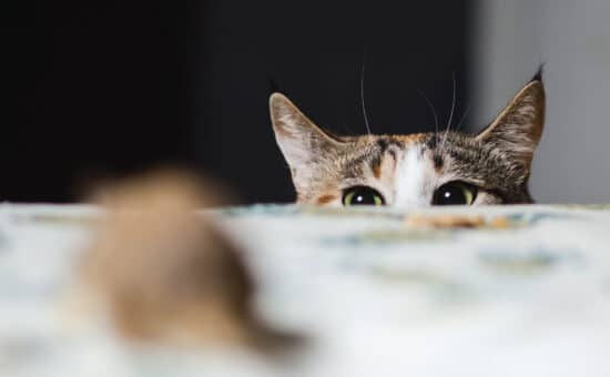 cat peering over counter looking at mouse