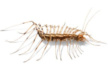 illustration of house centipede