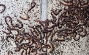 Gross millipedes on the tile floor in a house