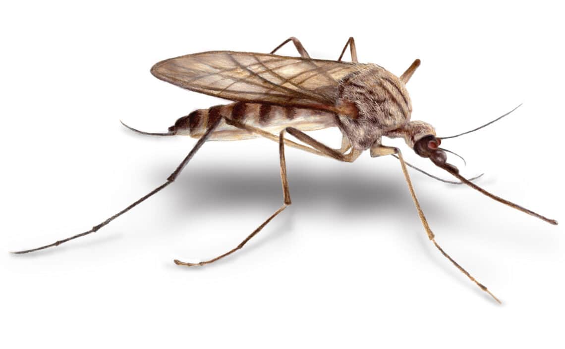 illustration of mosquito