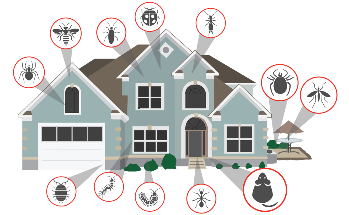 Complete pest protection plans to keep your home pest free