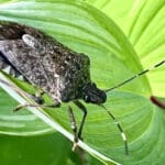 image of brown marmorated stink bug on foliage in garden