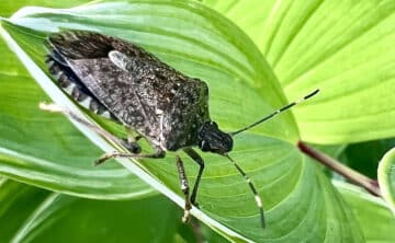image of brown marmorated stink bug on foliage in garden