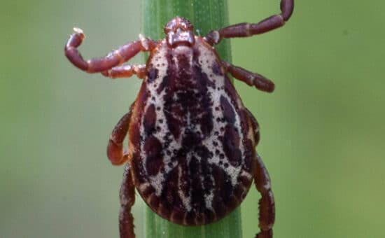 closeup image of wood tick on a blade of grass
