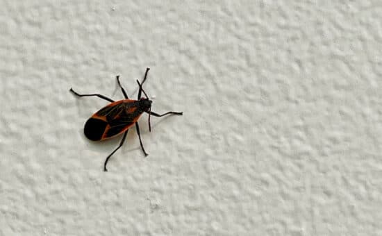 A boxelder bug crawling up the wall inside a house