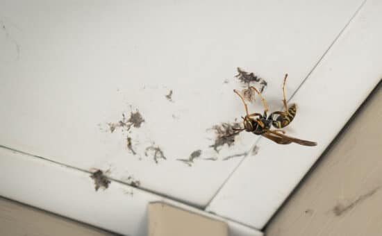 A wasp building a nest on the soffit under the overhang of a roof