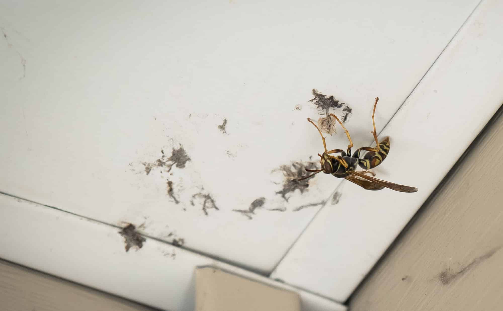 Wasp & Removal in Minneapolis Rainbow Pest Experts