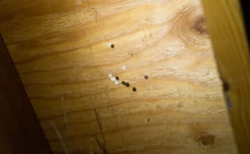 Spider eggs in ceiling of basement in house