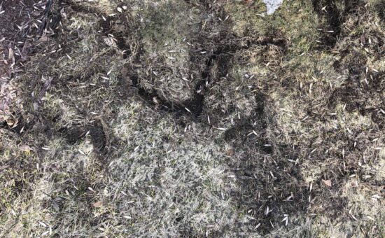 Vole damage in a Minnesota lawn in spring