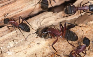 Carpenter Ants tunneling into wood